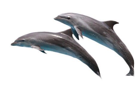 צח עוז מזגנים - דולפינים